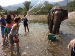 Bathing elephants